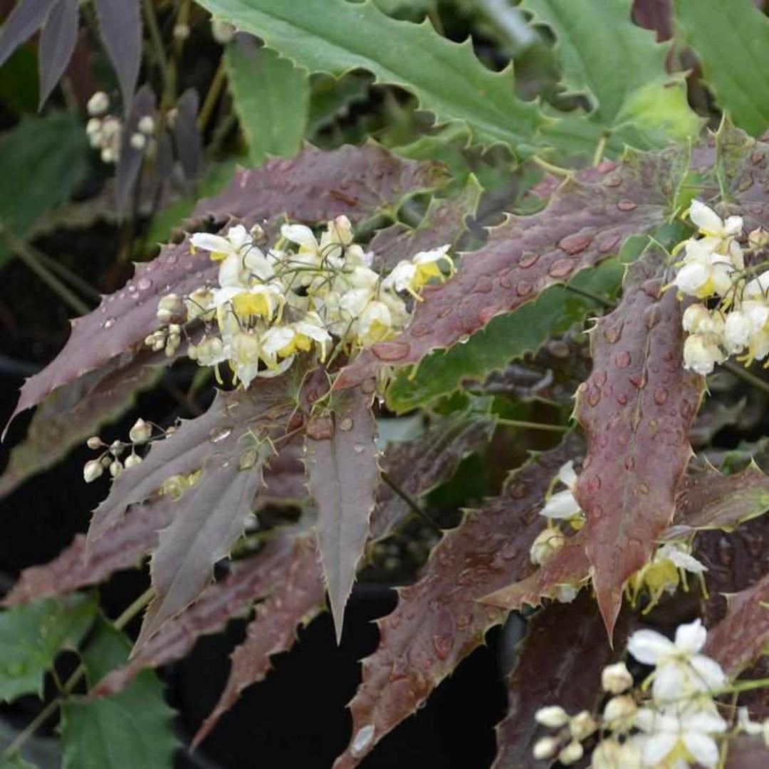 Sandy Claws Barrenwort |Walters Gardens