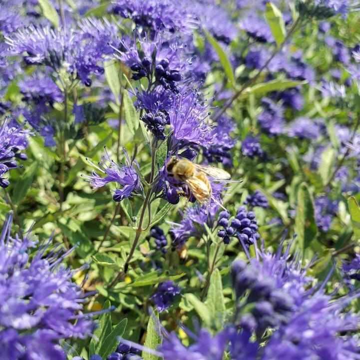 Sapphire Surf® Bluebeard