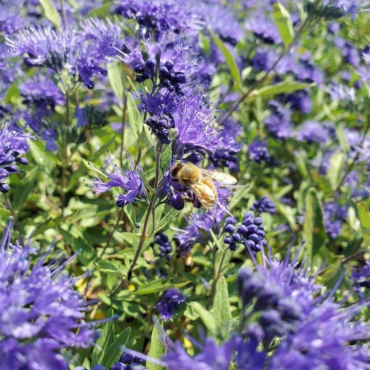 Sapphire Surf® Bluebeard