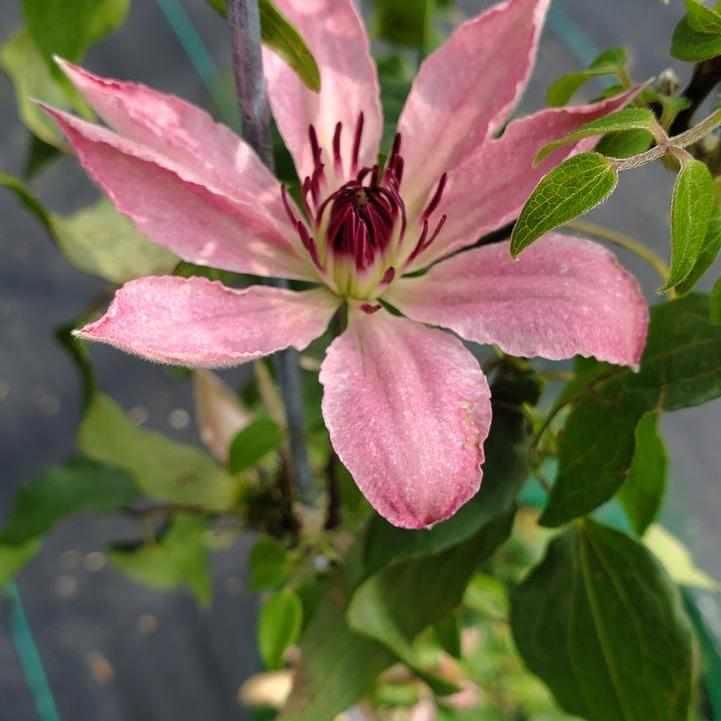 Sarah Elizabeth® Clematis