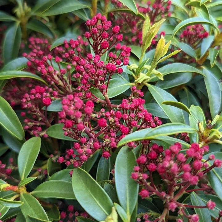Sarah Mountain Laurel |Prides Corner Farms