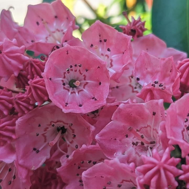 Sarah Mountain Laurel |Prides Corner Farms