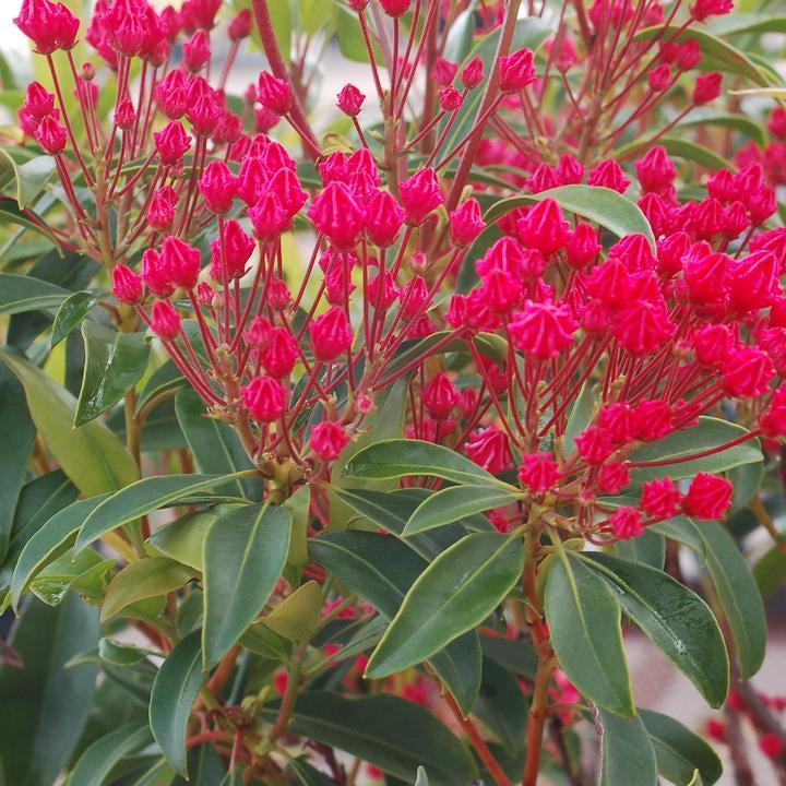 Sarah Mountain Laurel |Prides Corner Farms