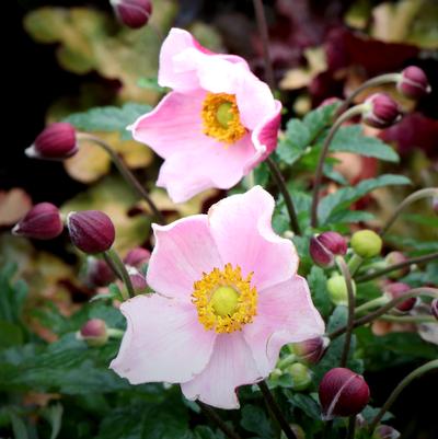 Satin Doll® Blush Wind Flower
