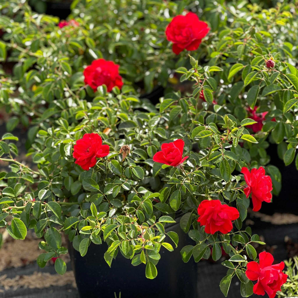 Scarlet Flower Carpet Rose