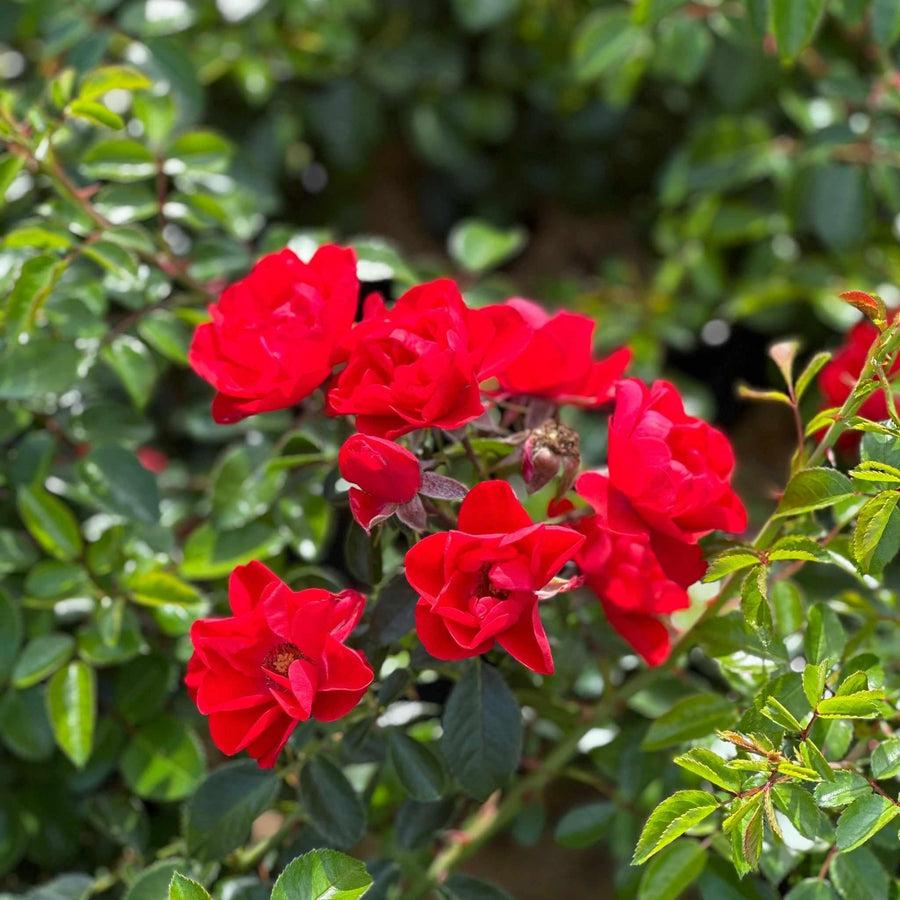 Scarlet Flower Carpet Rose
