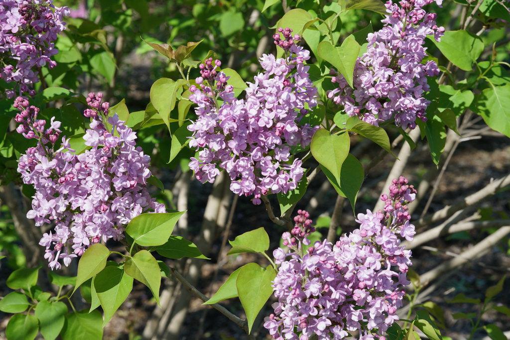 Scentara® Double Blue Lilac