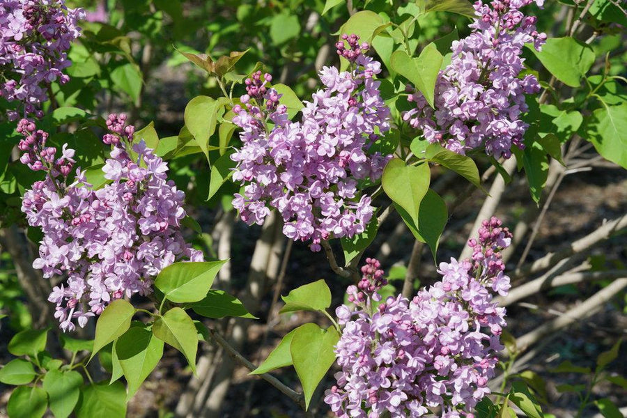 Scentara® Double Blue Lilac