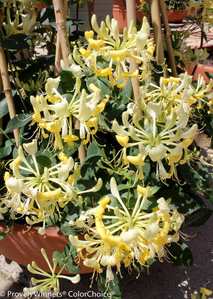 Scentsation Honeysuckle