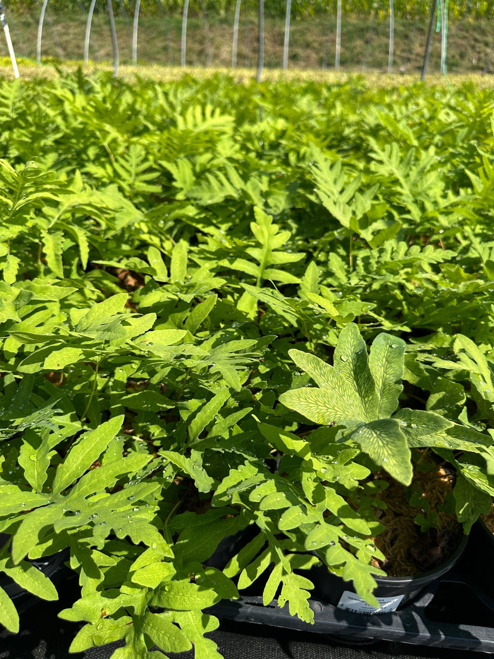 Sensitive Fern