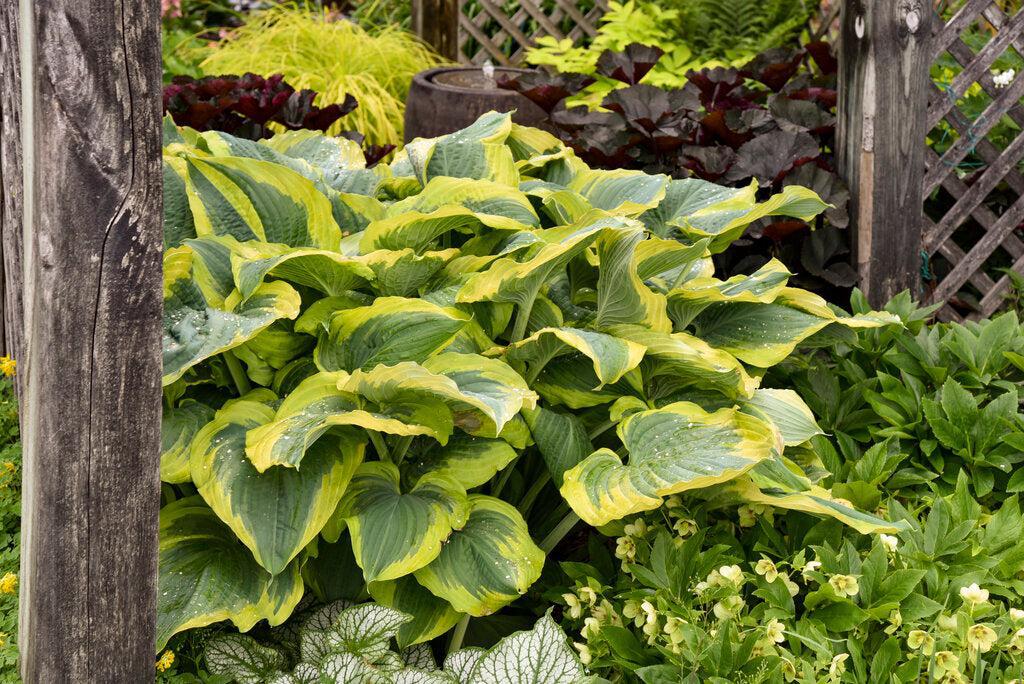 Shadowland® Seducer Hosta