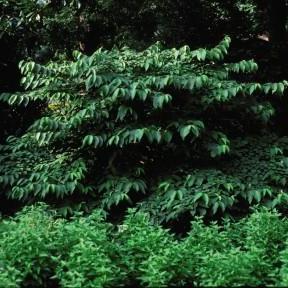 Shasta Doublefile Viburnum