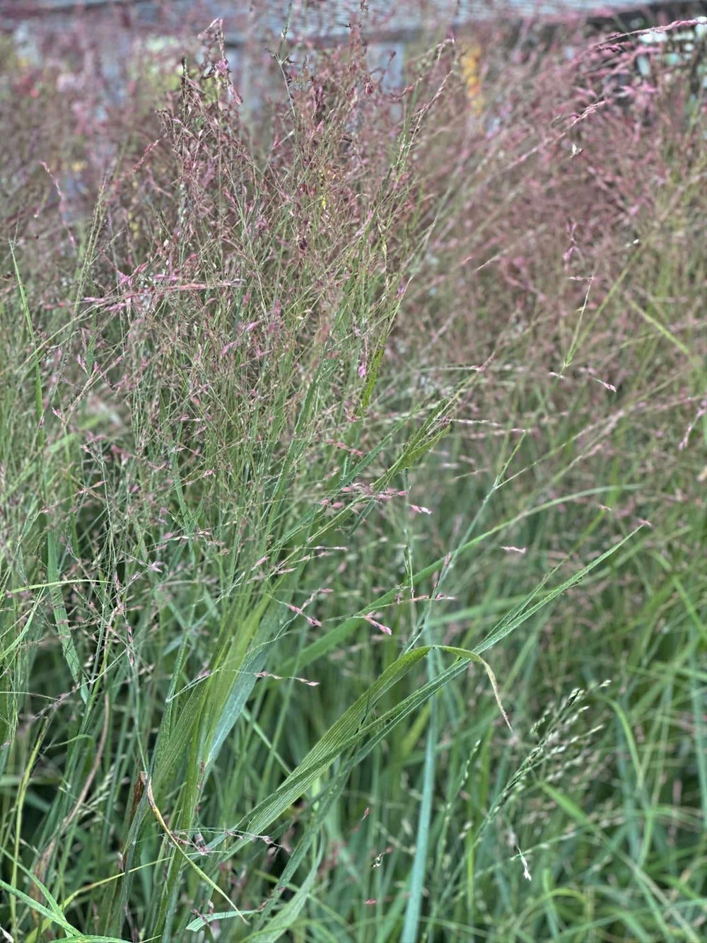 Shenandoah Switch Grass