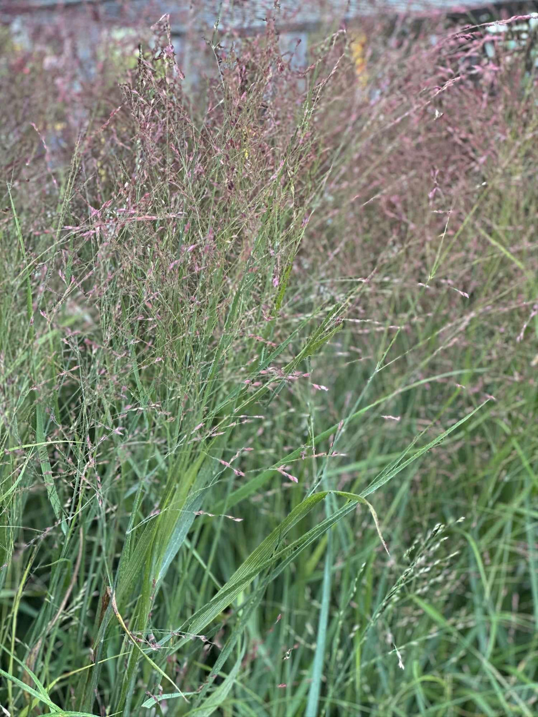 Shenandoah Switch Grass
