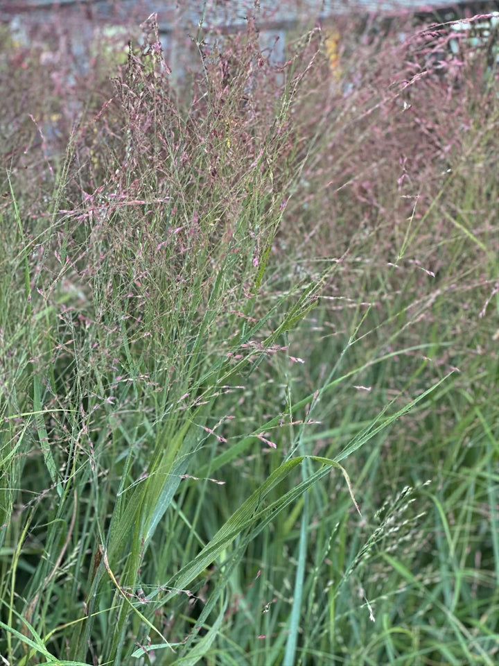 Shenandoah Switch Grass