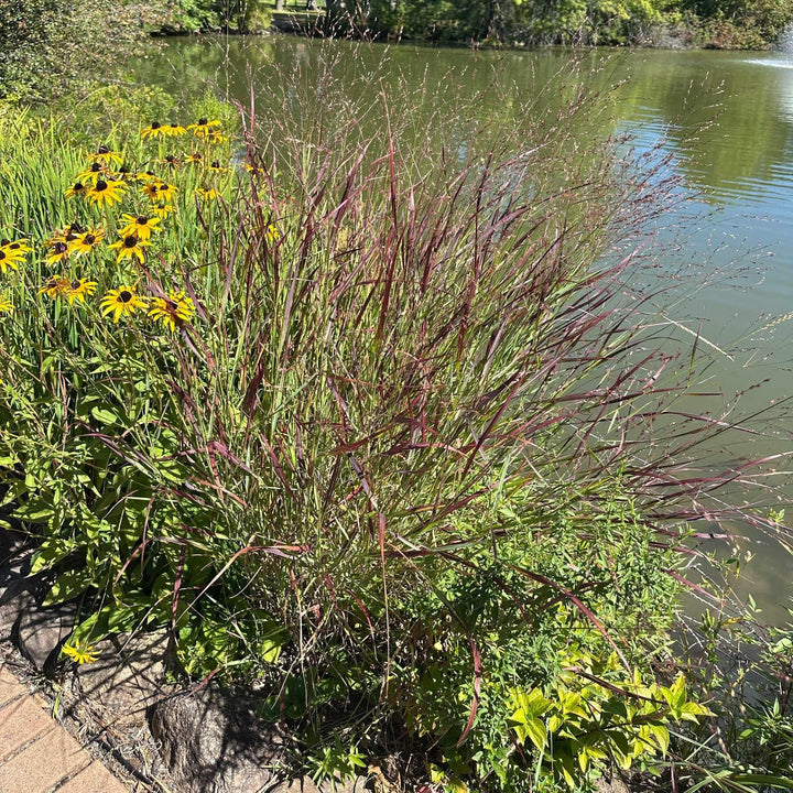 Shenandoah Switch Grass