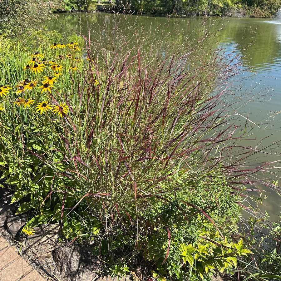 Shenandoah Switch Grass