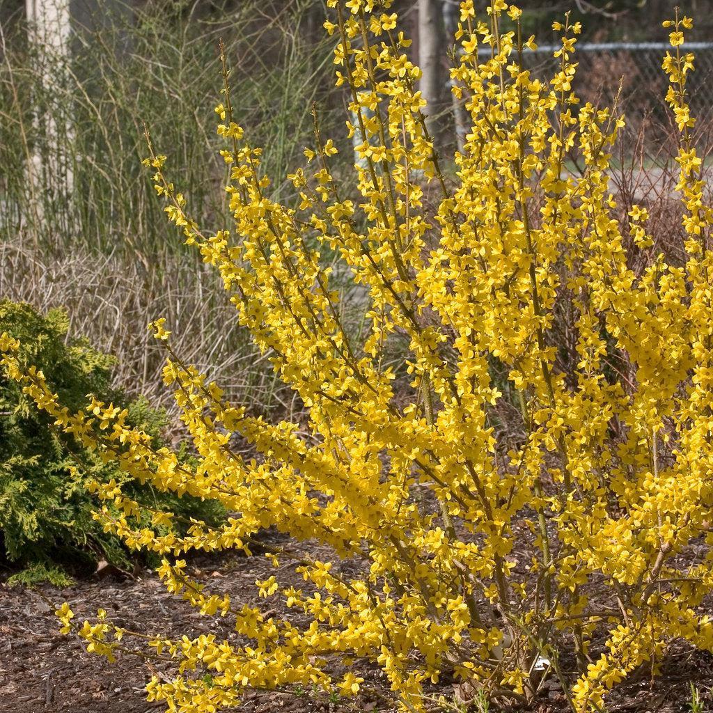 Show Off® Forsythia