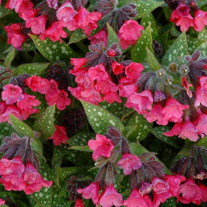 Shrimps on the Barbie Lungwort