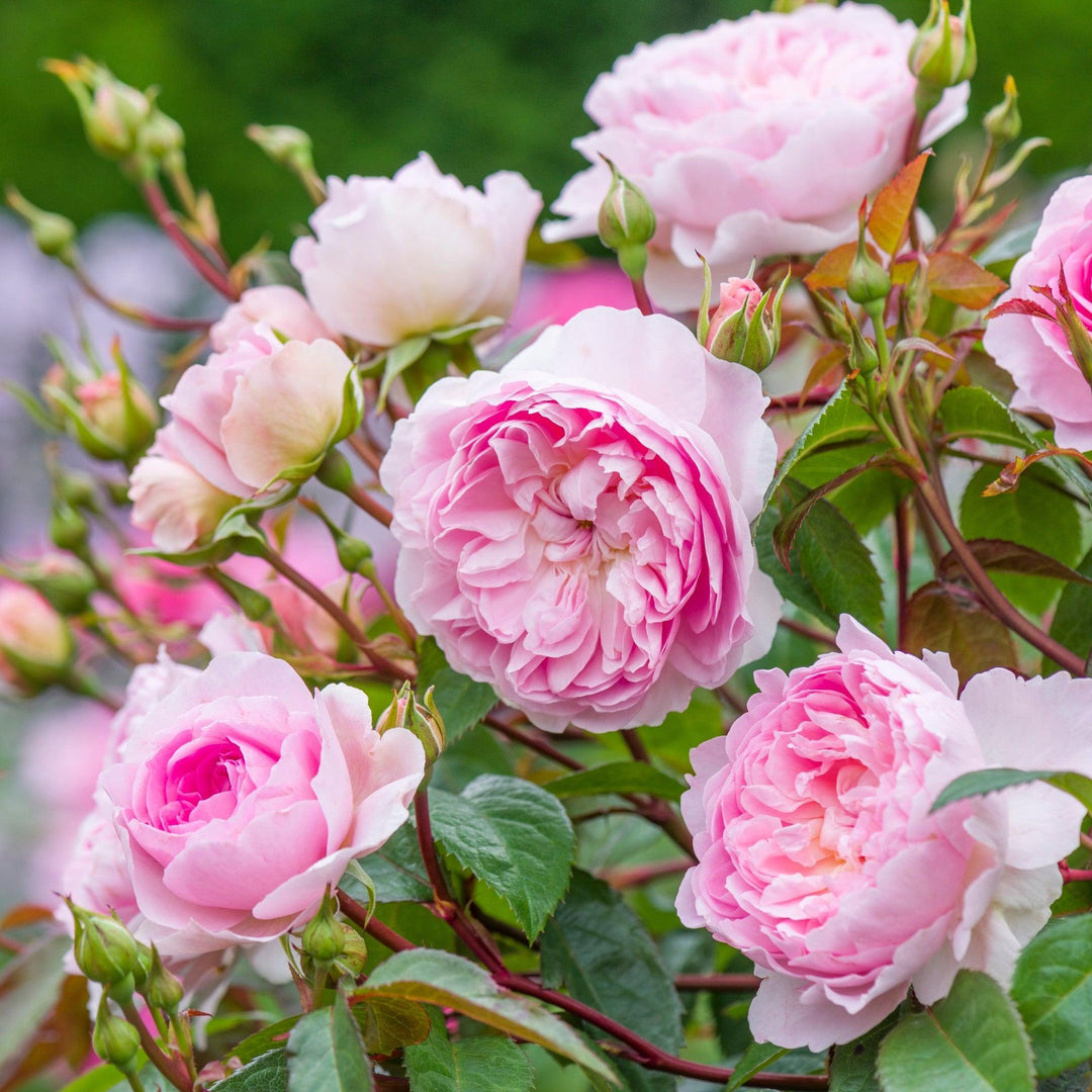 David Austin® Silas Marner® English Rose | David Austin® Roses