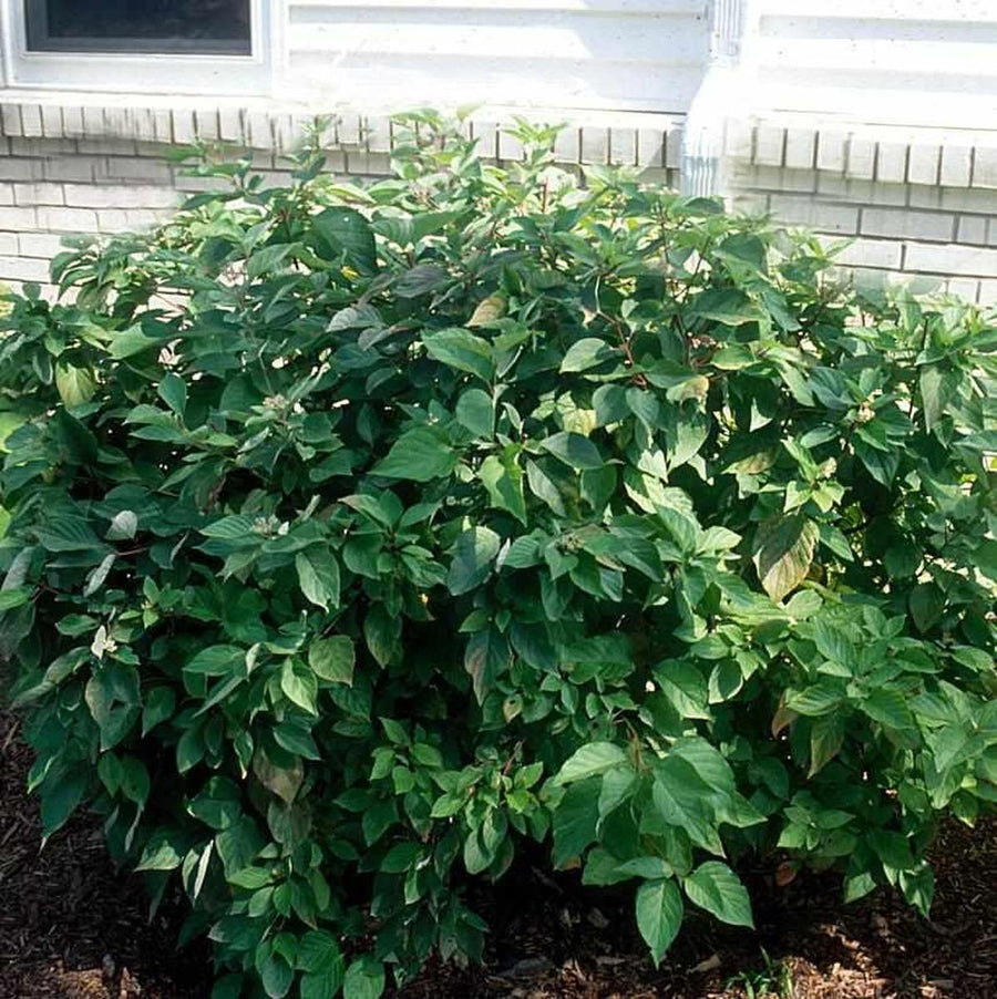 Silky Dogwood |Bailey Nurseries