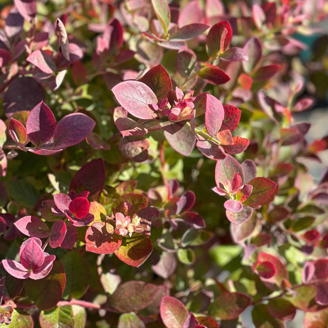 Silver Dollar® Blueberry