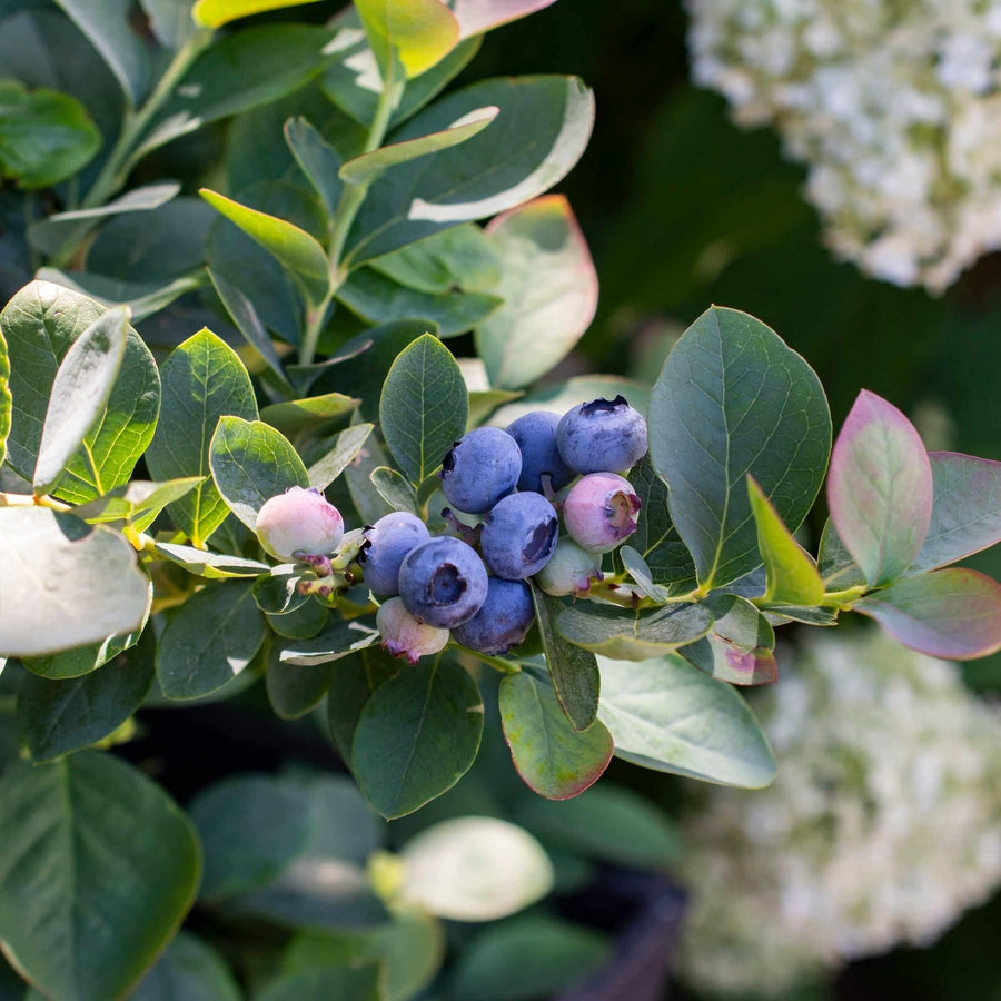 Silver Dollar® Blueberry