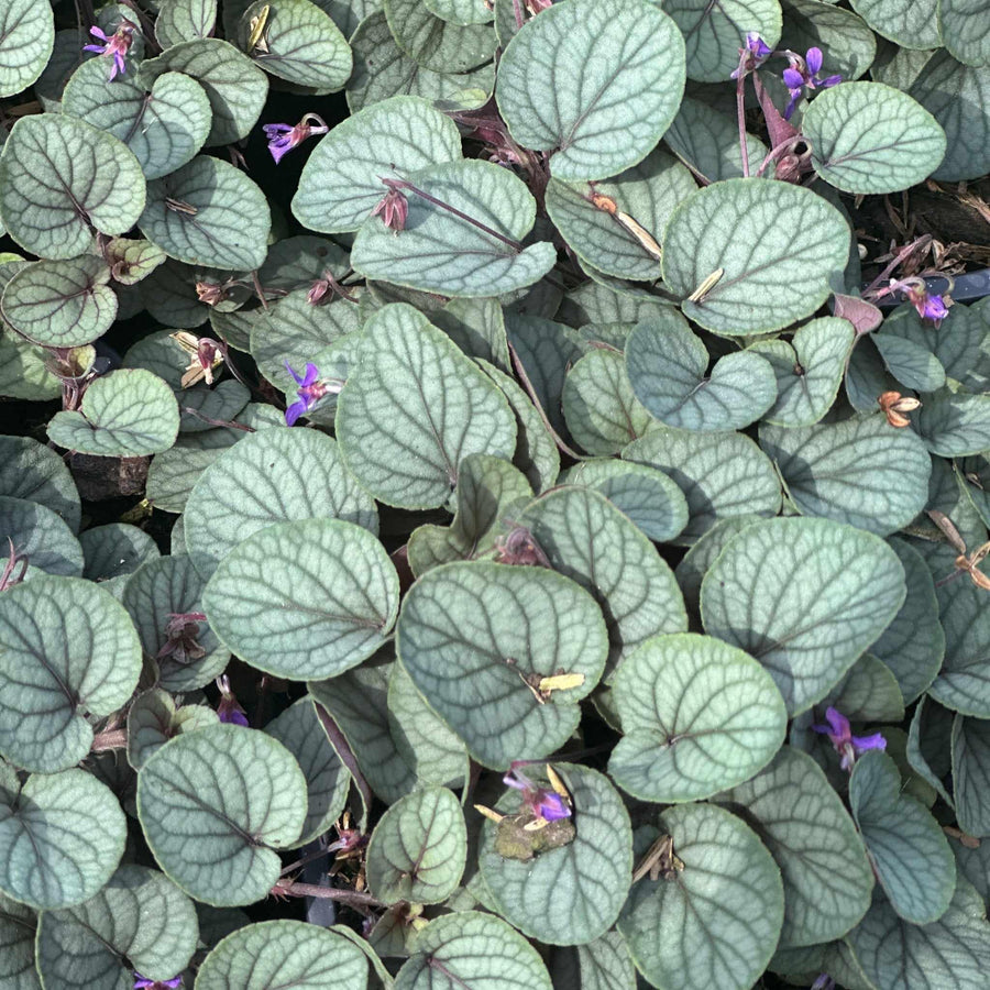 Silver Gem Violet
