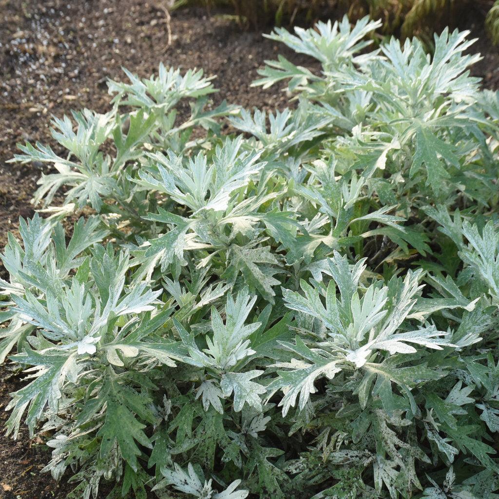 Silver Lining Artemesia