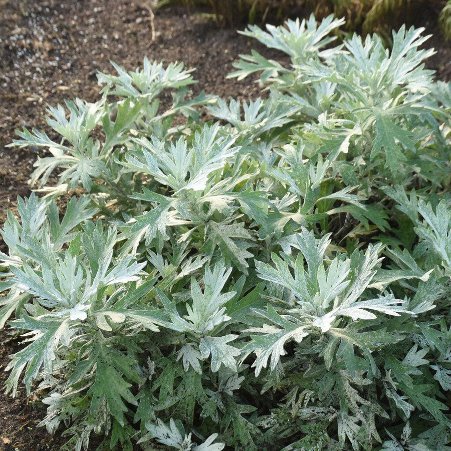 Silver Lining Artemesia