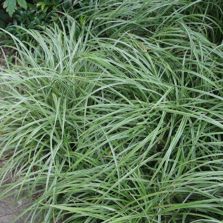 Silver Sceptre Sedge