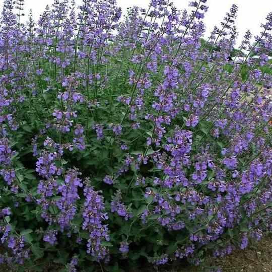 Six Hills Giant Catmint