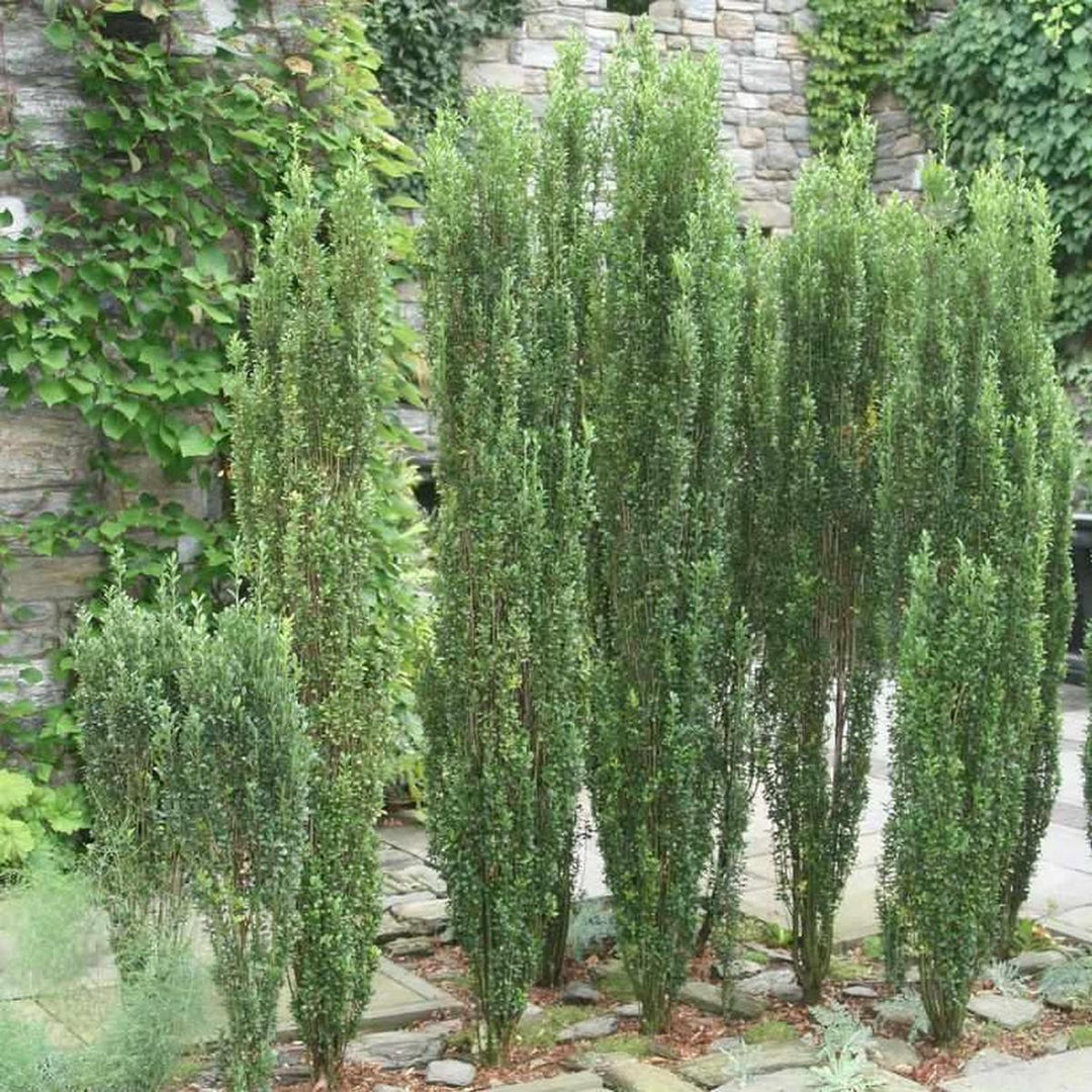 Sky Pencil Japanese Holly