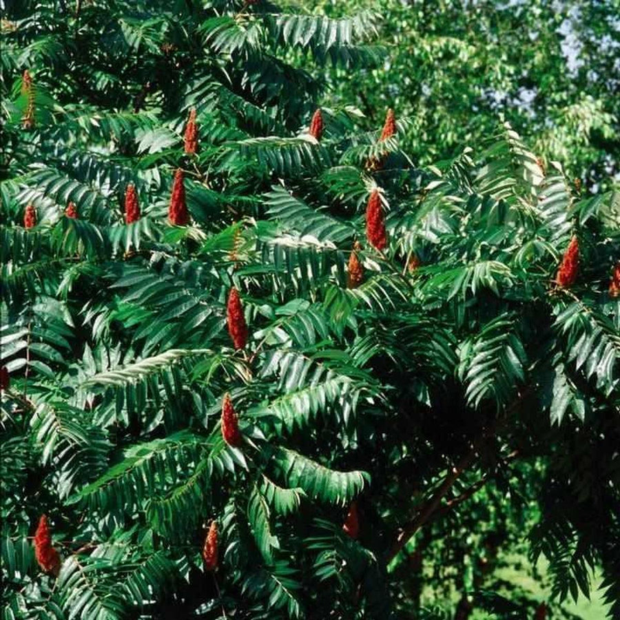Simple Sumac Smooth Sumac (Rhus glabra) – Spotswood Greenery