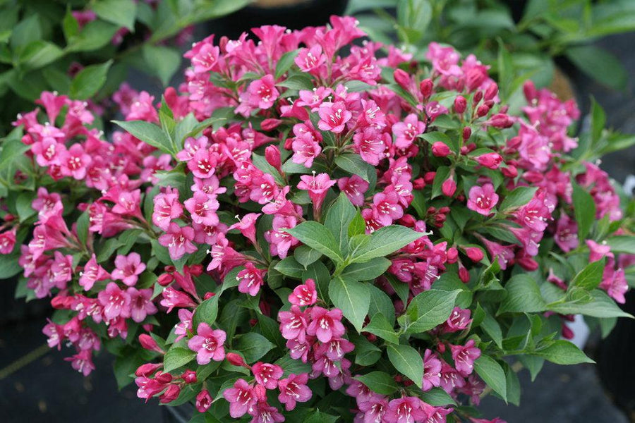 Snippet® Dark Pink Weigela