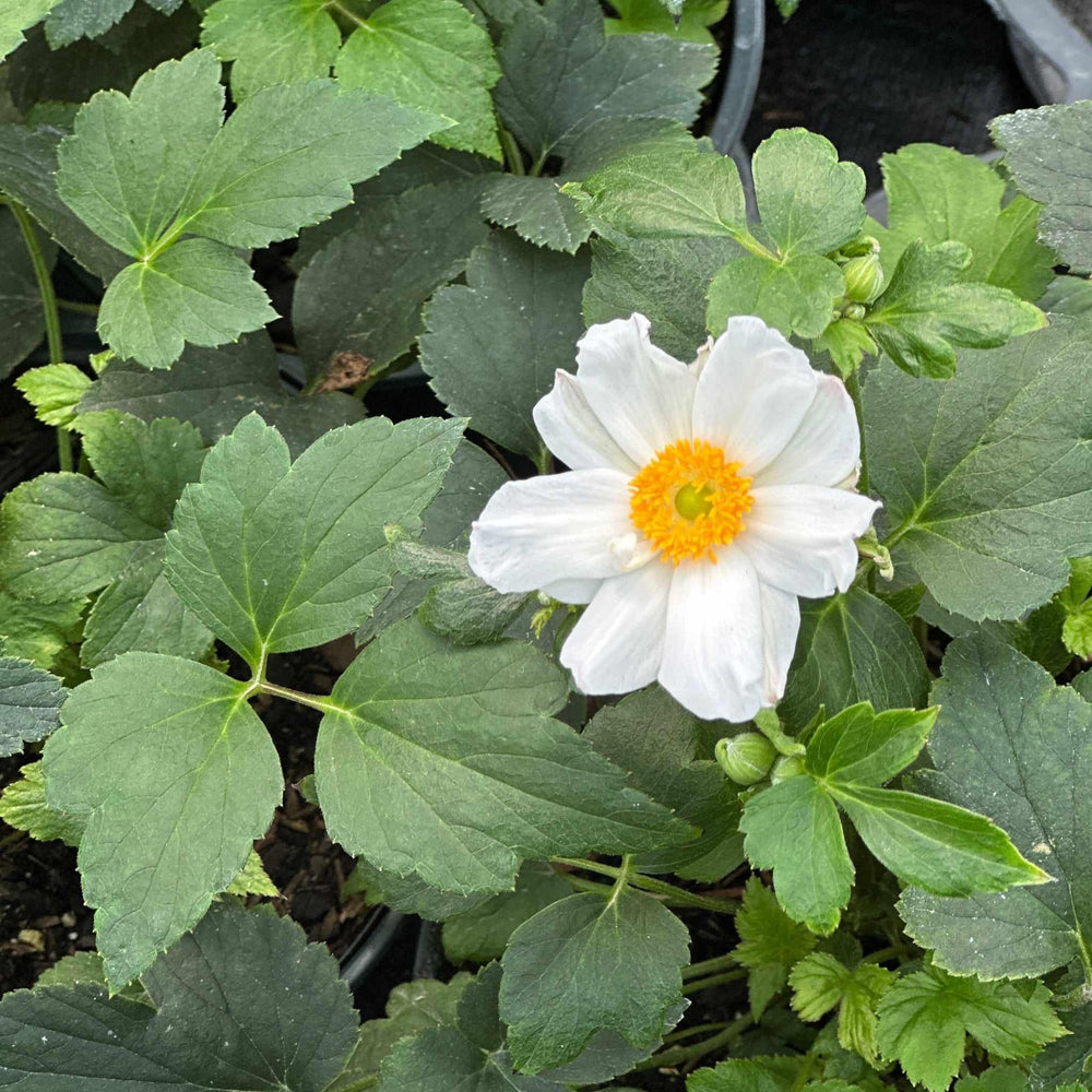 Snow Angel Windflower