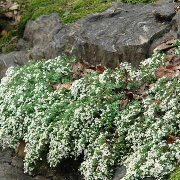Snow Flurry White Heath Aster