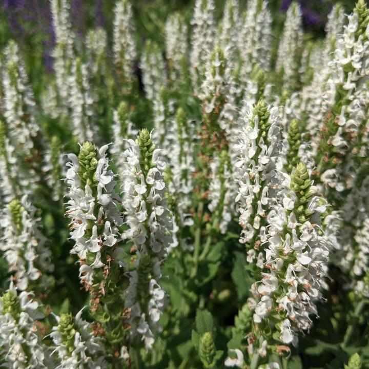 Snow Hill Wood Sage