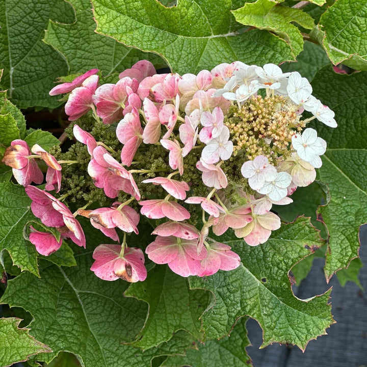 hydrangea-quercifolia-snow-queen-oakleaf-hydrangea