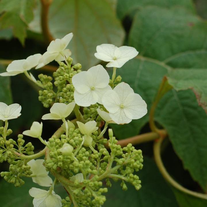 Snow Queen® Oakleaf Hydrangea
