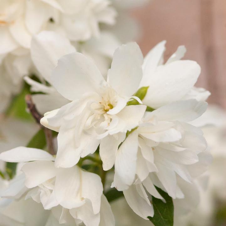 Snowbelle Mockorange