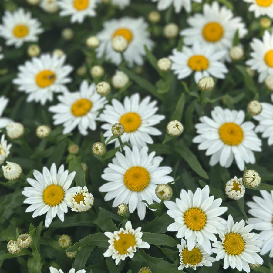 Snowcap Shasta Daisy