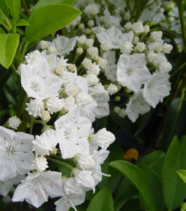 Snowdrift Mountain Laurel