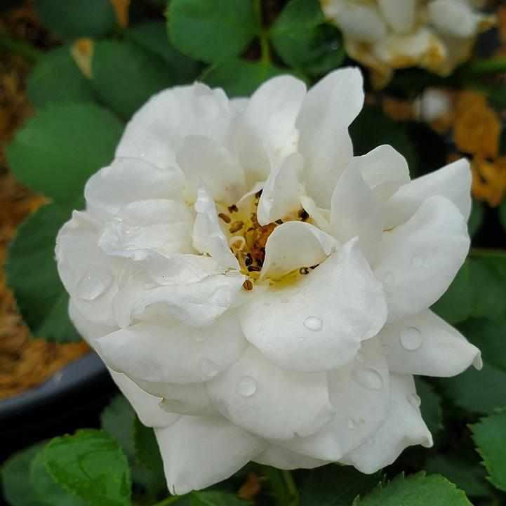Snowdrift Rose