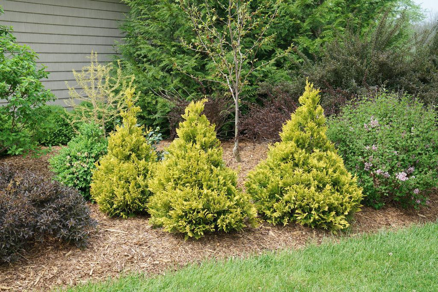 Soft Serve® False Cypress