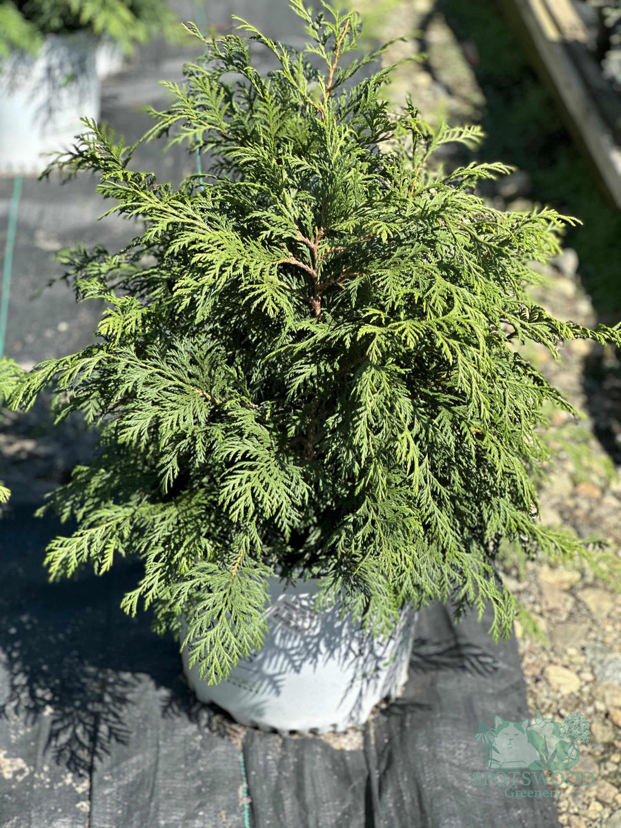 chamaecyparis potted plant Proven Winners