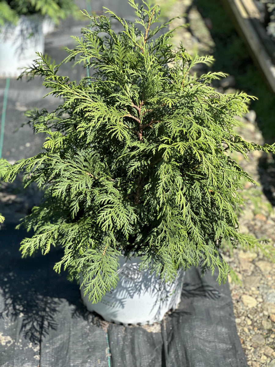 Soft Serve® False Cypress
