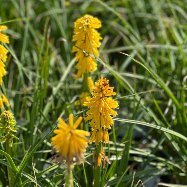 Solar Flare Red Hot Poker