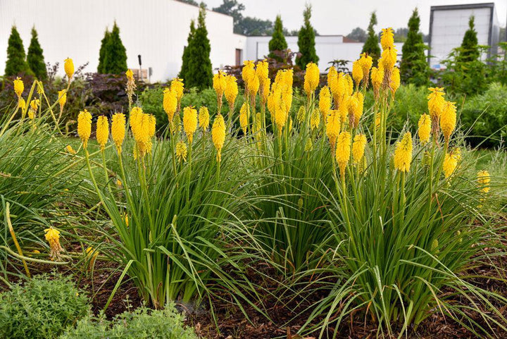 Solar Flare Red Hot Poker