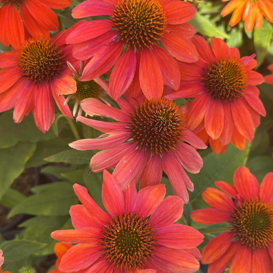 Sombrero® Adobe Orange Coneflower